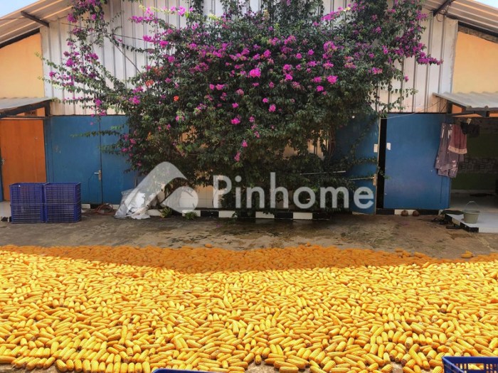 Lebaran Idul Fitri: Terpaksa Makan Daging Ayam Afkiran, Amankah? Lebaran Idul Fitri: Terpaksa Makan Daging Ayam Afkiran, Amankah?