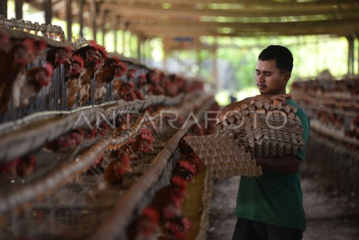Capaian produksi telur ayam di Aceh | ANTARA Foto Ternak ayam petelur di Labuhan Haji, Aceh Selatan
