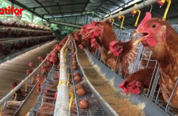 Ayam merah petelur di Cihaurbeuti, Ciamis