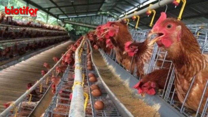 Ayam merah petelur di Cisarua, Sumedang