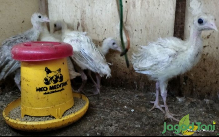 Cara Mudah Budidaya Ayam Kalkun Untung Besar - Jagad Tani - Petaninya ... Budidaya ayam di Silungkang, Kota Sawahlunto