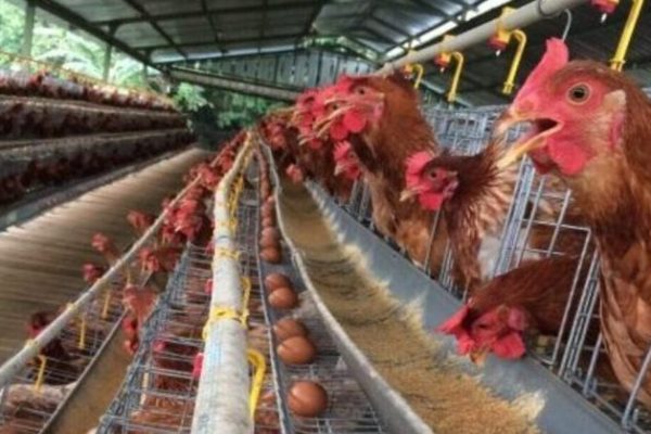 ternak ayam petelur di jawa timur