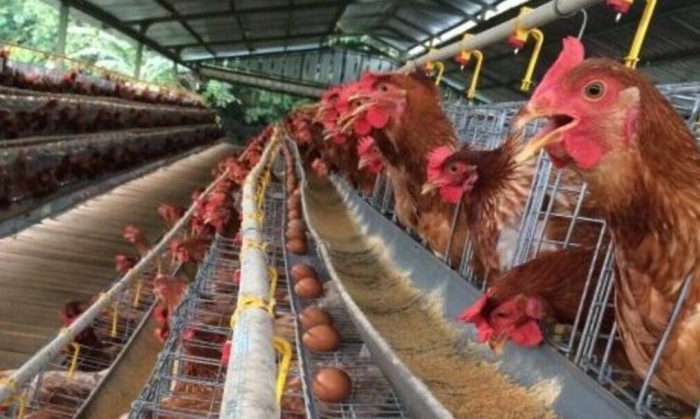 Cara Mudah Ternak Ayam Petelur untuk Usaha Sukses! Cara Mudah Ternak Ayam Petelur untuk Usaha Sukses!