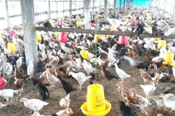 Peluang Bisnis Sampingan Beternak Ayam Kampung