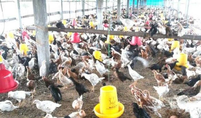 Peluang Bisnis Sampingan Beternak Ayam Kampung