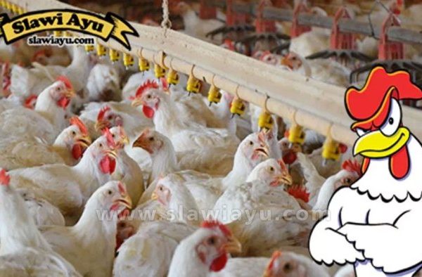 Budidaya ternak ayam di Tegal Barat, Kota Tegal