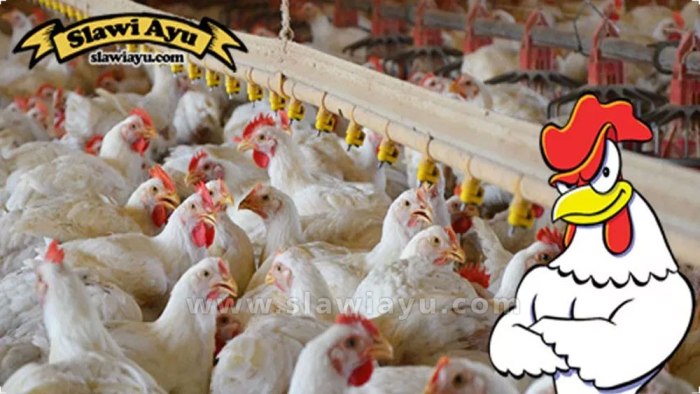 Budidaya ternak ayam di Tegal Barat, Kota Tegal