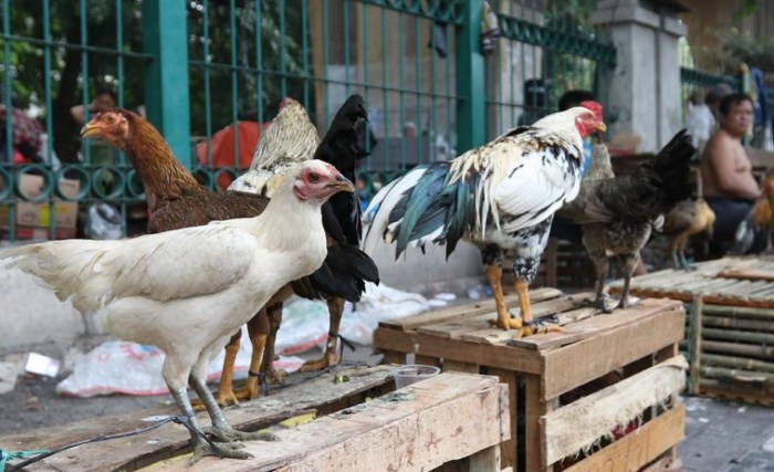 Ternak ayam kampung di Beruntung Baru, Banjar