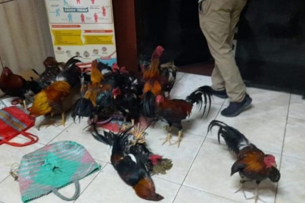 Daun penggemuk ayam di Subah, Sambas