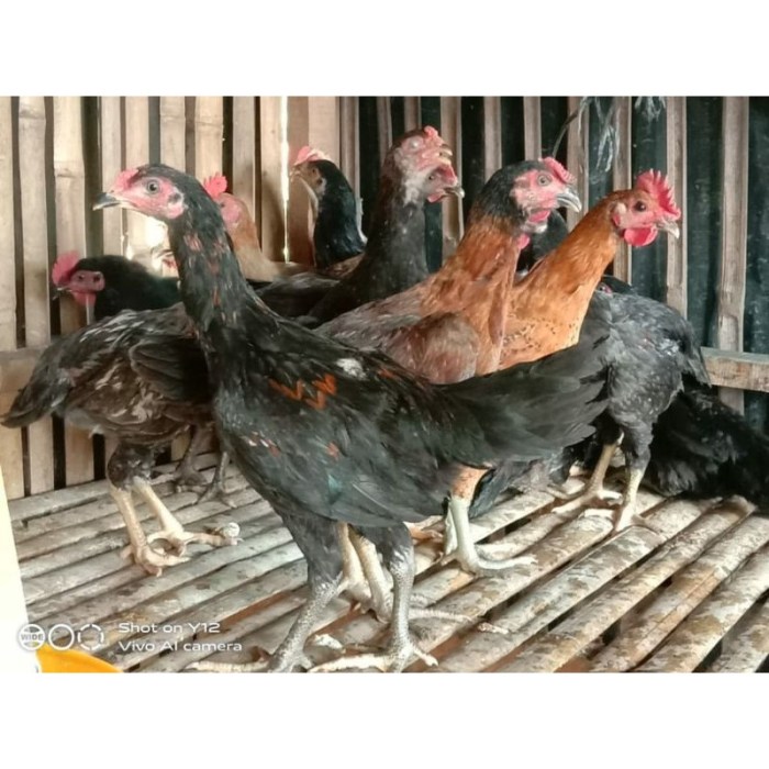 Harga ayam kampung potong di Cangkuang, Bandung
