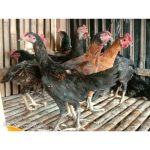 Harga ayam kampung potong di Pakenjeng, Garut