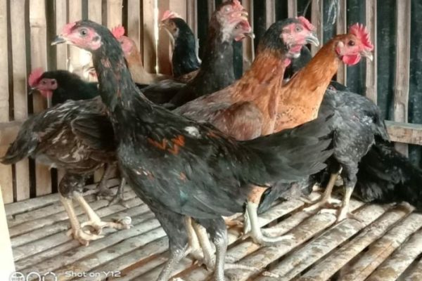 Harga ayam kampung potong di Babakan Ciparay, Kota Bandung