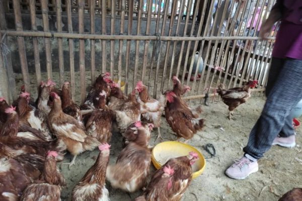 Ayam petelur jantan di Talamau, Kabupaten Pasaman Barat