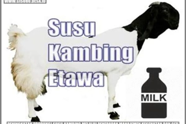 Susu kambing di Cermee, Bondowoso