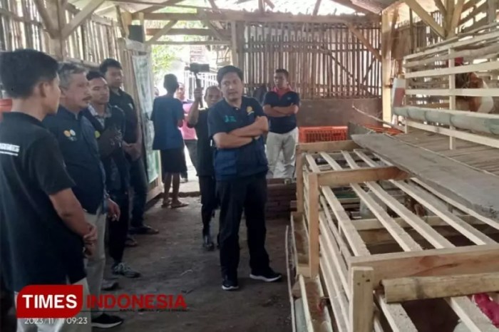 Penghasilan Tambahan dari Peternakan Mandiri Ternak Ayam Kampung ... Penghasilan Tambahan dari Peternakan Mandiri Ternak Ayam Kampung ...