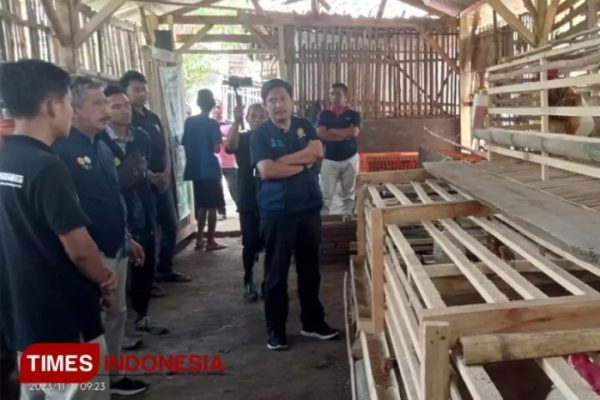 Peternakan ayam kampung di Kemalang, Klaten