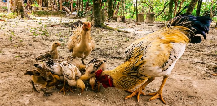 Kesejahteraan Hewan dalam Pembangunan Berkelanjutan - Green Network ... Ayam Ternak di Sijama Polang, Humbang Hasundutan
