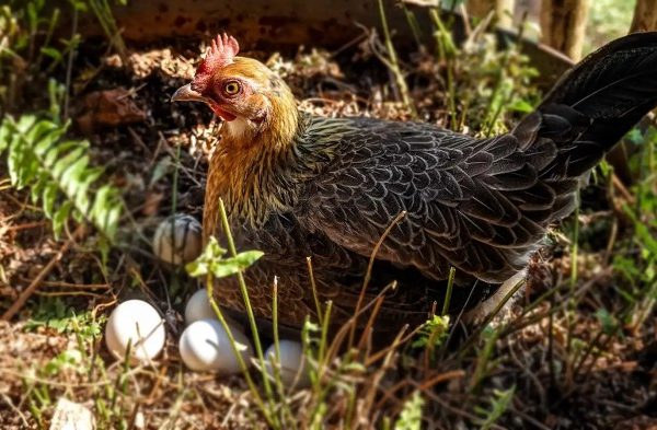 Ternak ayam petelur di Lewa Tidahu, Sumba Timur