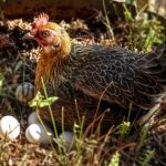 Tanah dan Bangunan Peternakan Ayam Petelur Aktif, Ijin Lengkap di Kab ...