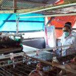 Ternak ayam petelur di Andey, Kab. Biak Numfor