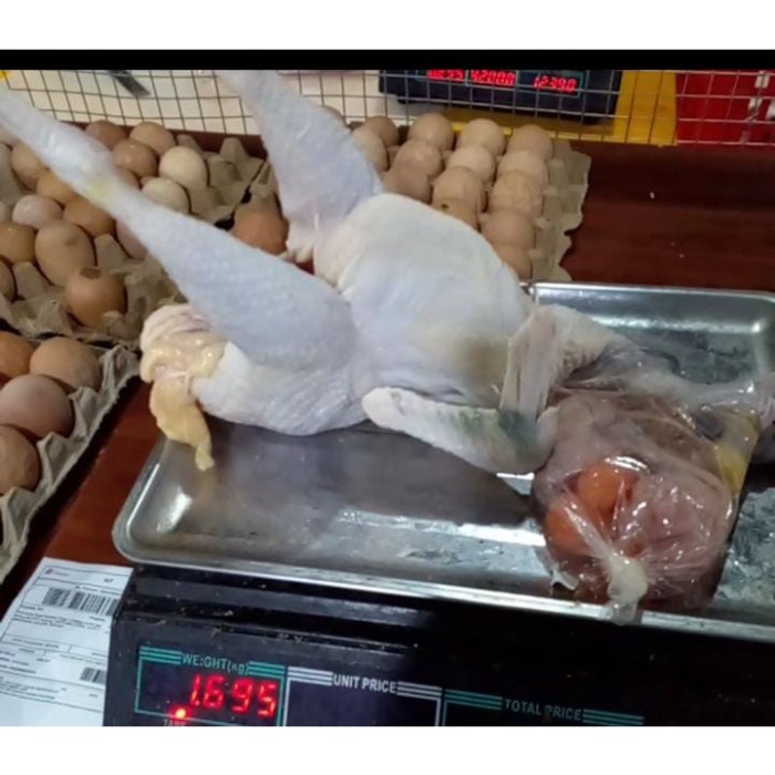 SORTIR AYAM AFKIR MENJELANG LEBARAN - YouTube Ayam afkir di Arahan, Indramayu