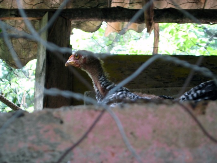 Ribuan Ayam Kampung Berhamburan di Desa Penago Baru
