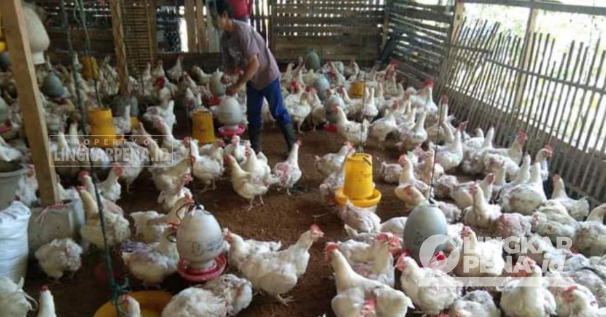 BUMDes Cibuntu Kembangkan Usaha Peternakan Ayam dan Kambing – LINGKAR PENA Budidaya ternak ayam di Petanahan, Kebumen
