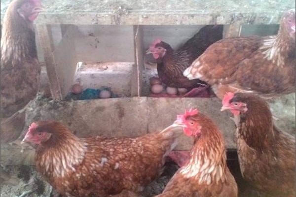 Ayam afkir di Tambakdahan, Subang