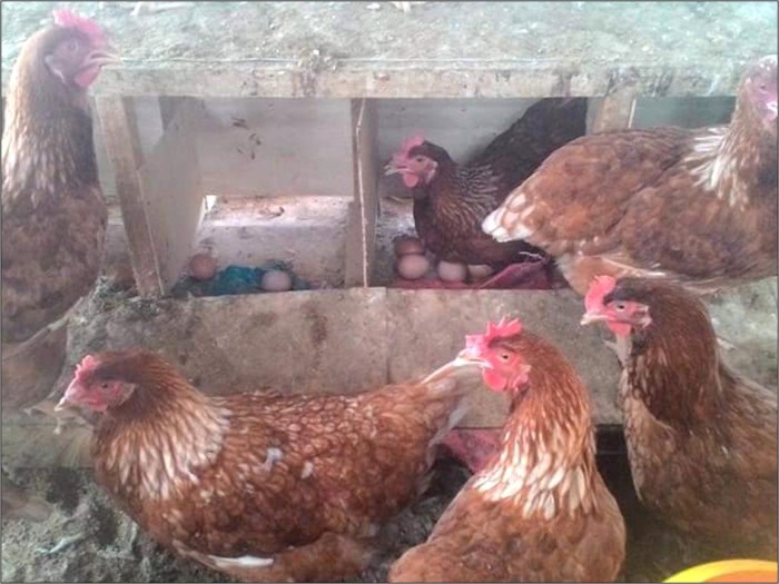 Lowongan Kerja Subang AYAM GULING ENAKKO Oktober 2024 Terbaru - LOKER ... Ayam afkir di Tambakdahan, Subang