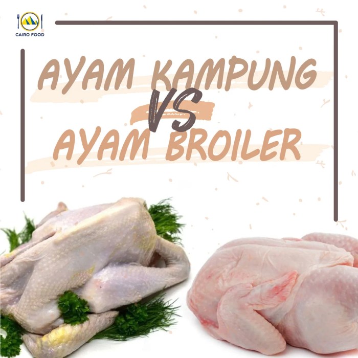 Mengenal 7 Jenis Varietas Ayam Lokal di Indonesia - Santos Blog Ayam Ternak di Kencong, Jember