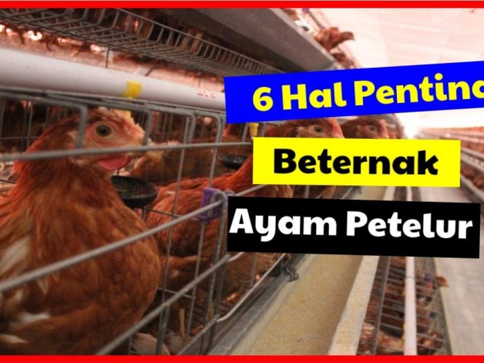 Ayam merah petelur di Talagasari, Karawang
