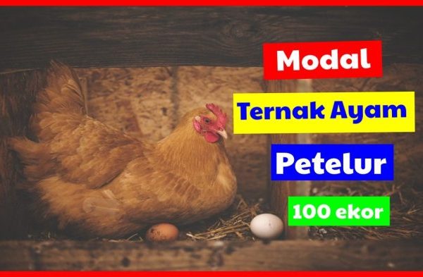 Ternak ayam petelur di Marobo, Muna