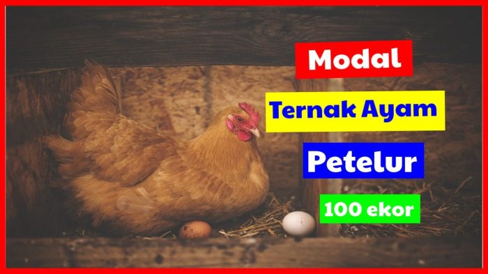 Ternak ayam petelur di Mamuju, Kabupaten Mamuju