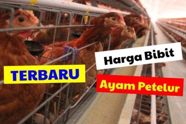 Ayam merah petelur di Kertasari, Bandung