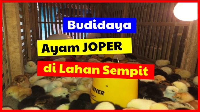 Teknologi Efisiensi dan Peningkatan Produktifitas Budidaya Ayam ... Budidaya ternak ayam di Welahan, Jepara