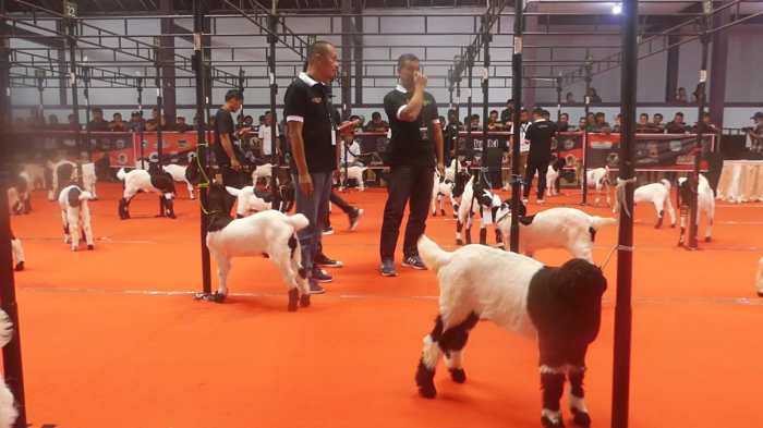 Daging kambing di Karangkobar, Banjarnegara