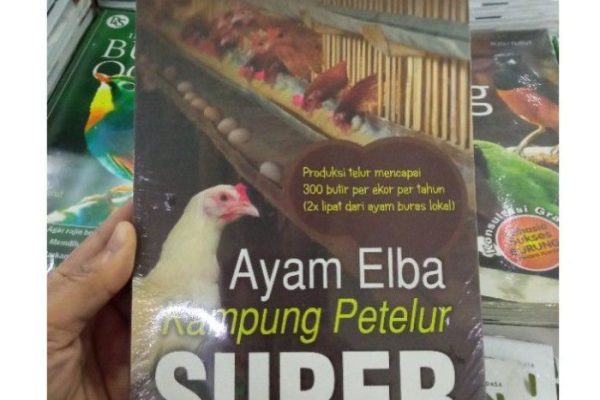 Ayam elba kampung petelur super di Wungu, Madiun