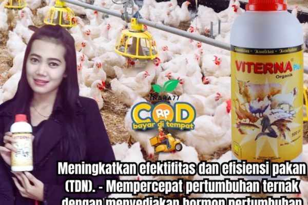 Daun penggemuk ayam di Nita, Sikka