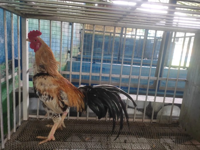 Cara Mengobati Ayam Pilek dengan Bawang Putih - Beternak Ayam Cara Mengobati Ayam Pilek dengan Bawang Putih - Beternak Ayam