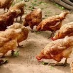 Ayam merah petelur di Bathin II Babeko, Kabupaten Bungo