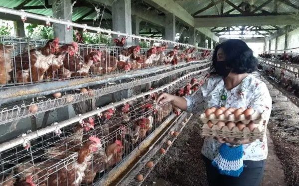 Ternak ayam petelur di Kabaena Selatan, Bombana