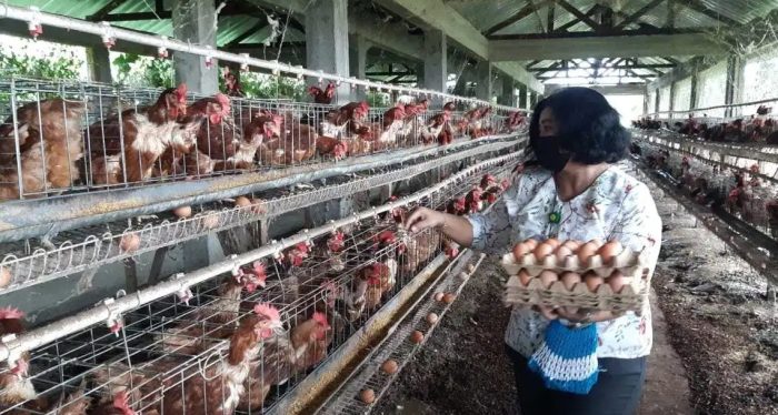 Ternak ayam petelur di Kabaena Selatan, Bombana