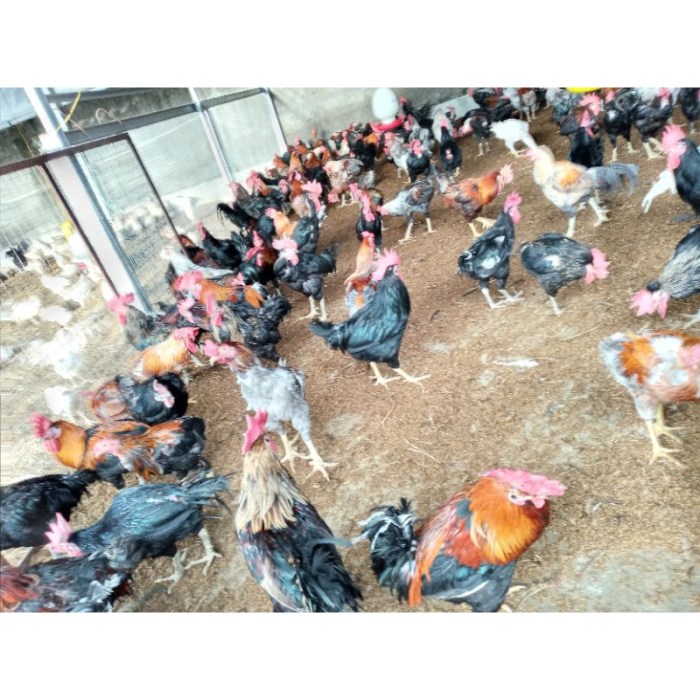 Harga ayam kampung potong di Lemahsugih, Majalengka