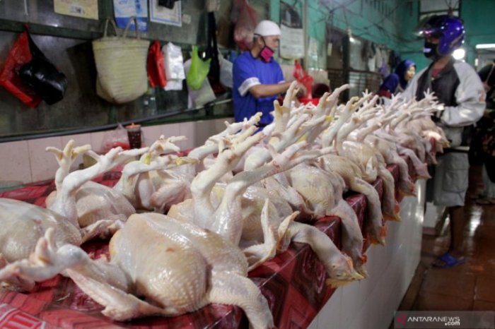 Harga ayam kampung potong di Panyingkiran, Majalengka