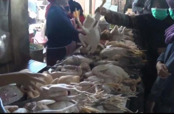 Harga ayam kampung potong di Maleber, Kuningan