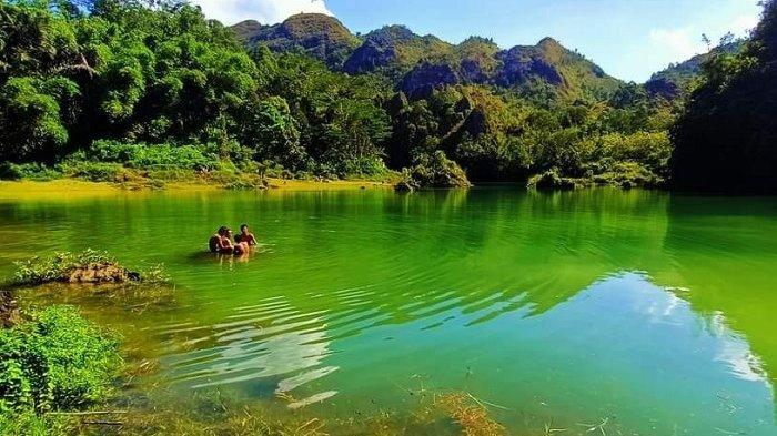 Daun penggemuk ayam di Sangalla Utara, Tana Toraja