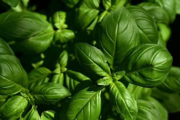 Daun penggemuk ayam di Beduai, Sanggau