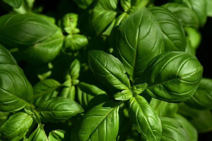 Manfaat dan Khasiat Daun Sirih Sebagai Tanaman Herbal | Asta Info Daun penggemuk ayam di Nanga Mahap, Sekadau