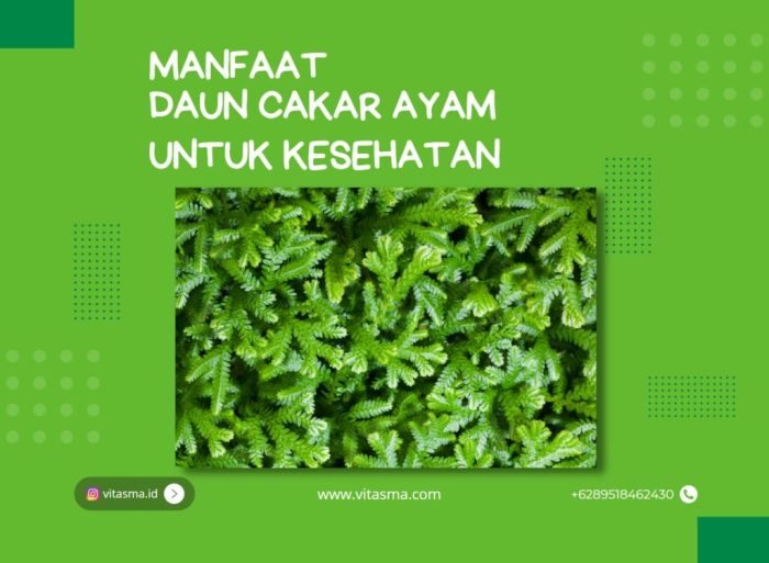 Tanaman Herbal Daun Ceker Ayam / Cakar ayam | Lazada Indonesia Daun penggemuk ayam di Cikulur, Kab. Lebak