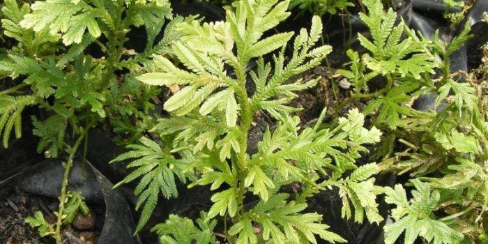 Daun penggemuk ayam di Wolowae, Nagekeo